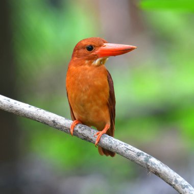 Güzel kuş, Ruddy Kingfisher (Halcyon coromanda) bir dalda duruyor, Taylandlı kuş.