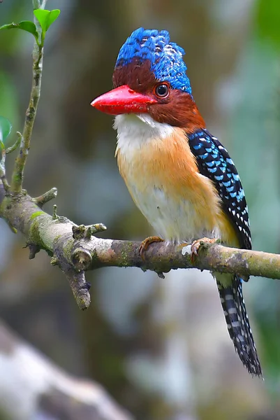 Beautiful Kingfisher Bird Male Banded Kingfisher Lacedo Pulchella Kaeng Krachan — Stock Photo, Image