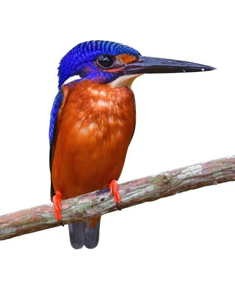 Красивий Птах Птах Чоловічого Синій Болотна Зимородок Alcedo Meninting Сидить — стокове фото