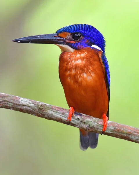 Piękny Ptak Ptak Mężczyzna Niebieski Eared Zimorodek Alcedo Meninting Wznosi — Zdjęcie stockowe