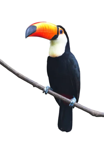 Toucan Toco Ramphastos Toco Perching Branch Isolated White Background — Stock Photo, Image