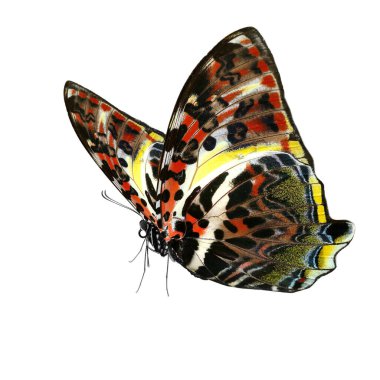 Beyaz arka planda izole edilmiş güzel kelebek.