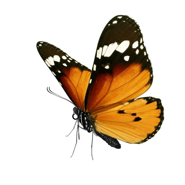 Красива Метелик Ізольовано Білому Тлі — стокове фото