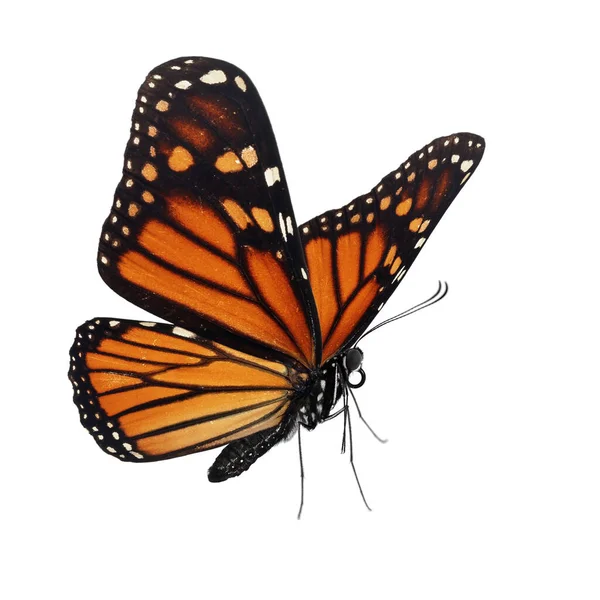 Красивая Бабочка Изолированы Белом Фоне — стоковое фото