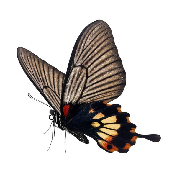 Schöner Schmetterling Isoliert Auf Weißem Hintergrund — Stockfoto