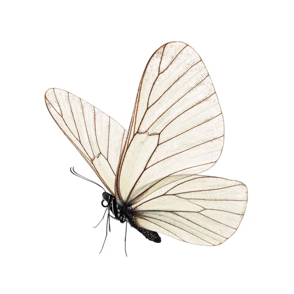 美丽的蝴蝶 白色背景隔离 — 图库照片