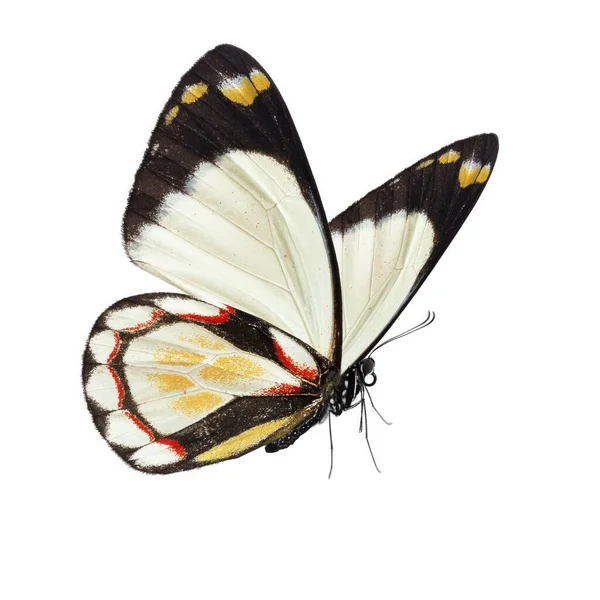 2,642 White Butterflies A Lot Stock Photos, High-Res Pictures, and Images -  Getty Images