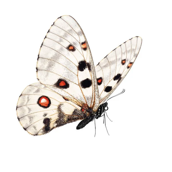 Bella Farfalla Isolata Sfondo Bianco — Foto Stock