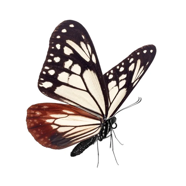 Piękny Motyl Odizolowany Białym Tle — Zdjęcie stockowe