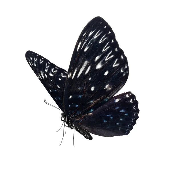 Beyaz Arka Planda Izole Edilmiş Güzel Kelebek — Stok fotoğraf