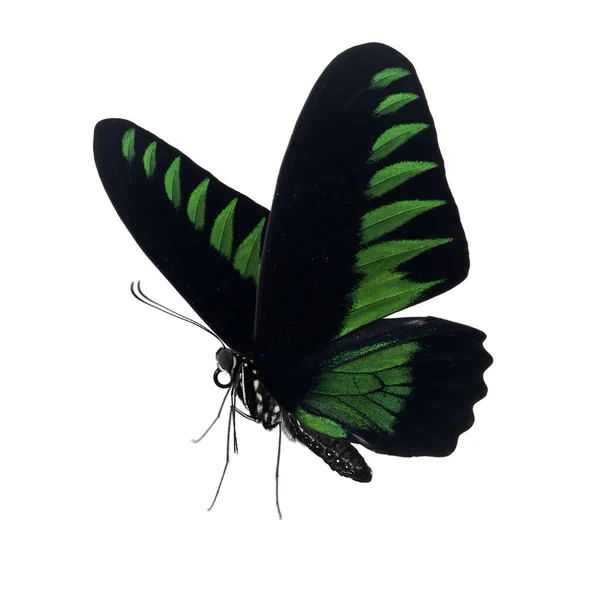 Mooie Vlinder Geïsoleerd Witte Achtergrond — Stockfoto