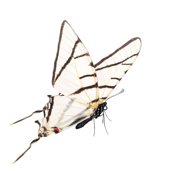 Gyönyörű Pillangó Elszigetelt Fehér Háttér — Stock Fotó