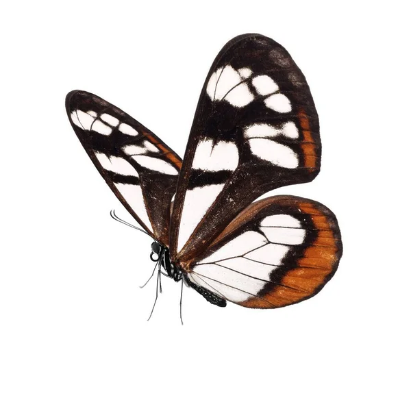 Красива Метелик Ізольовано Білому Тлі — стокове фото