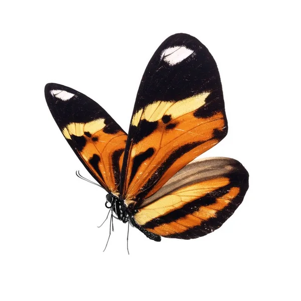 Mooie Vlinder Geïsoleerd Witte Achtergrond — Stockfoto