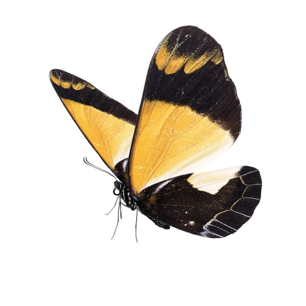 Hermosa Mariposa Aislada Sobre Fondo Blanco — Foto de Stock