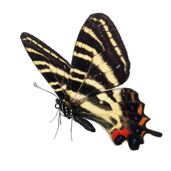 Beyaz Arka Planda Izole Edilmiş Güzel Kelebek — Stok fotoğraf