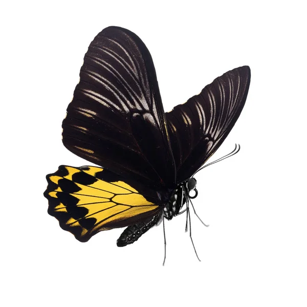 Krásný Motýl Izolované Bílém Pozadí — Stock fotografie