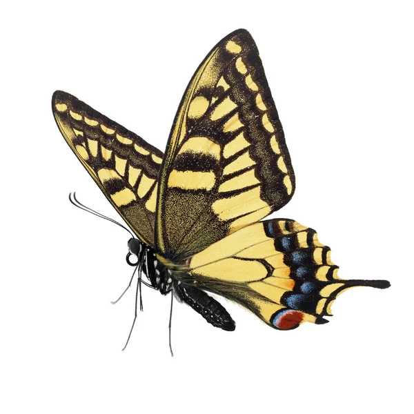 白い背景に隔離された美しい蝶 — ストック写真