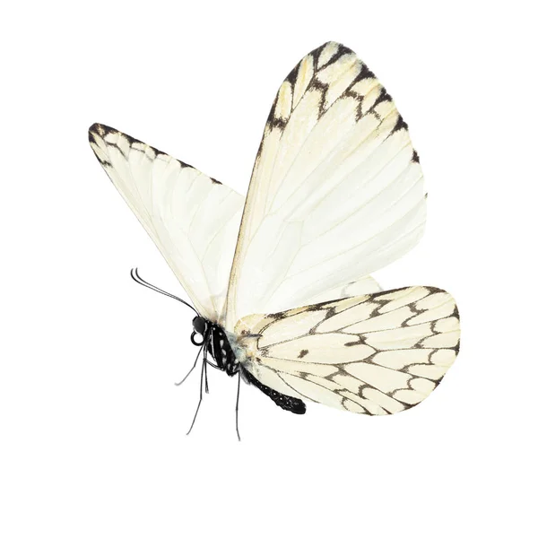 Όμορφη Πεταλούδα Απομονωμένη Λευκό Φόντο — Φωτογραφία Αρχείου