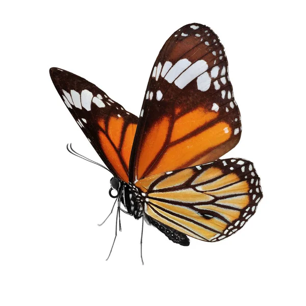 白い背景に隔離された美しい蝶 — ストック写真