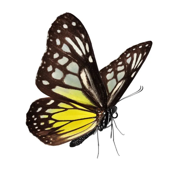 Piękny Motyl Odizolowany Białym Tle — Zdjęcie stockowe