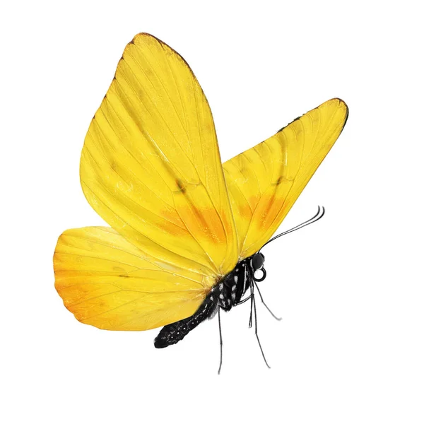 Mooie Vlinder Geïsoleerd Witte Achtergrond Stockfoto