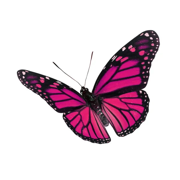 Schöne Monarch Schmetterling Fliegen Isoliert Auf Weißem Hintergrund — Stockfoto