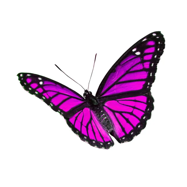 Vakker Viceroy Butterfly Flyr Isolert Hvit Bakgrunn – stockfoto