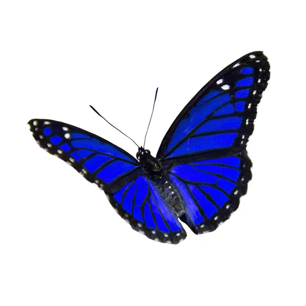 Schöne Viceroy Schmetterling Fliegen Isoliert Auf Weißem Hintergrund — Stockfoto