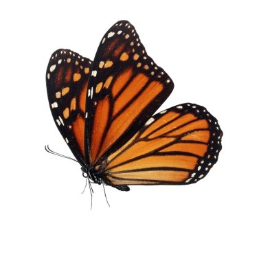 Beyaz arka planda izole edilmiş güzel kelebek..