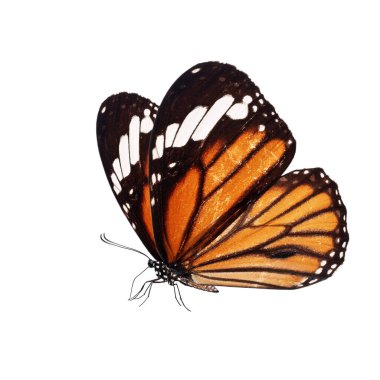 Beyaz arka planda izole edilmiş güzel kelebek..