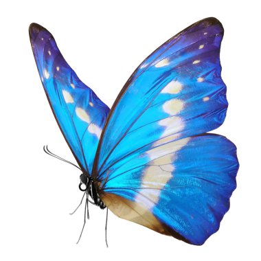 Beyaz arka planda izole edilmiş güzel kelebek..