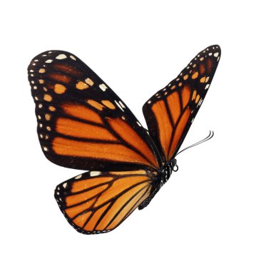 Beyaz arka planda izole edilmiş güzel kelebek..