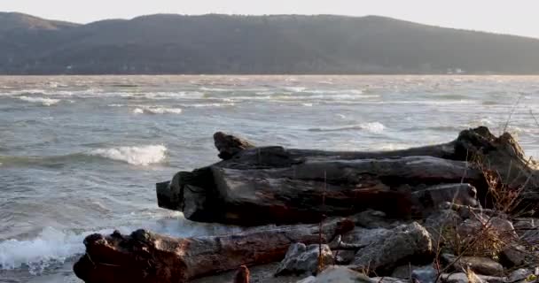 Egy Nagy Driftwood Egy Nyugodt Tengerparton Miközben Hullámok Jönnek Összeomlik — Stock videók