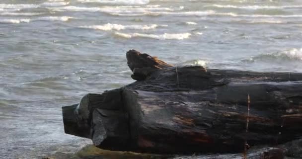 Κοντινό Πλάνο Ενός Driftwood Ενώ Κύματα Έρχονται Συντρίβεται Μια Πολύ — Αρχείο Βίντεο
