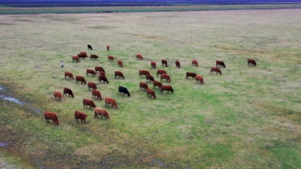 Aerial Drone Shot Herd Cows Nearby Small Village Eating Grass — Stockvideo