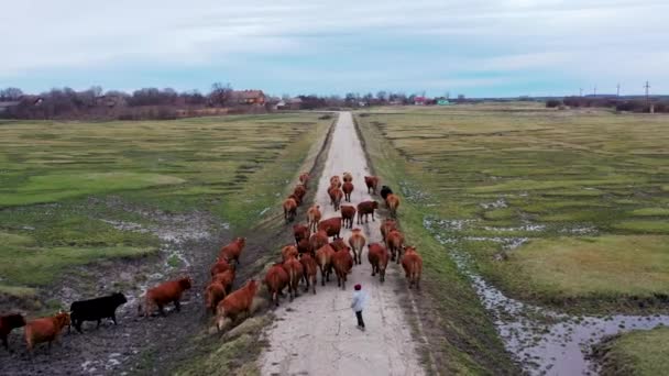 Aerial Drone Shot Young Cowherd Small Village Rural Area Leading — Stockvideo
