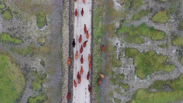 Drone Aerial Shot Bird Eye View Herd Cowsheading Pasture Yooung — 비디오