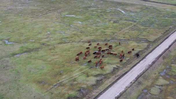 Aerial Drone Shot Herd Cows Wide Rural Field Small Village — Vídeo de stock