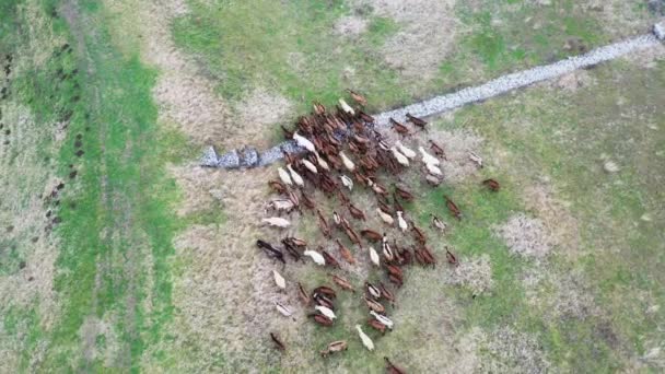 Top View Aerial Drone Shot Herd Domestic Goats Field — Vídeo de Stock