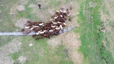 Bir çobanla bir tarladaki evcil keçi sürüsünün hava aracı görüntüsü.