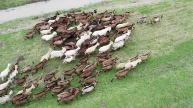 Kahverengi ve beyaz keçi sürüsünün insansız hava aracı görüntüsü seti aşıyor.