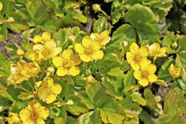Waldsteinia Ternata. Bekar, düz, altın sarısı çiçekler, çilek çiçekleri gibi. Çalılıkların ve ormanlık alanların altında mükemmel bir zemin örtüsü var..