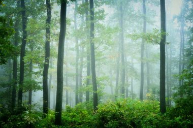 Sis içindeki yeşil orman, sisli koşullarda yeşil yapraklı meşe ağaçları, ışık arkaplanı. Sonbaharda / sonbaharda kasvetli büyülü manzara..  