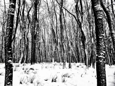 Kardan sonra ormandaki ağaçlar taze karla kaplıdır. Meşe ağaçları, ormanlık, kış manzarası, sis, dinlendirici kış doğası. Yılbaşı fotoğrafı ya da melankolik ruh halinin ifadesi olarak kullanılabilir..