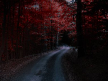 Koyu kırmızı ormanda S kıvrımlı yol, büyülü korkunç atmosfer, sonbahar, geniş yapraklı ağaçlar dinlendirici doğa. Yaratıcı işleme sonrası..