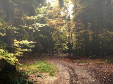S eğrisi karışık geniş yaprak ve kozalaklı ağaçlar ormanlarında sonbahar / sonbahar günü, odun yığını, renkli geniş yaprak yaprakları. Büyülü atmosfer, manzara..