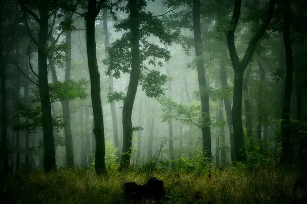 霧の中の緑の森 霧の中の緑の葉を持つオークの木 光の背景 秋の悲観的な魔法の風景 — ストック写真