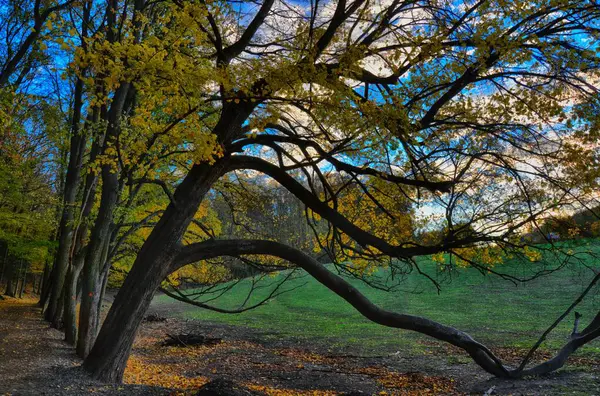 Maple Bomen Langs Een Weg Herfst Namiddag Daglicht Boomlaan Geel — Stockfoto