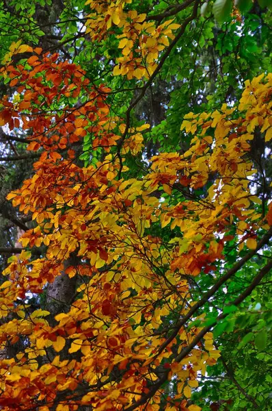 Kolorowe Liście Drzewie Jesień Jesień Południu Światło Dzienne Kolorowe Szerokie — Zdjęcie stockowe